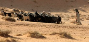 الطفرة الزراعية للمملكة معجزة بكل المقاييس