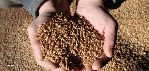 Saudi Arabia dreams of food security