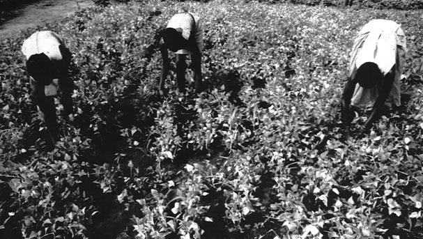 What ails Sudan’s agricultural sector