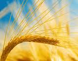 Government urged not to stop cultivation of wheat